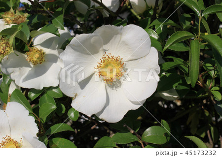 白いナニワイバラの花 白いナニワイバラの花 45173232