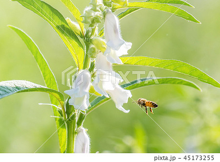 胡麻 ごま セサミ 45173255
