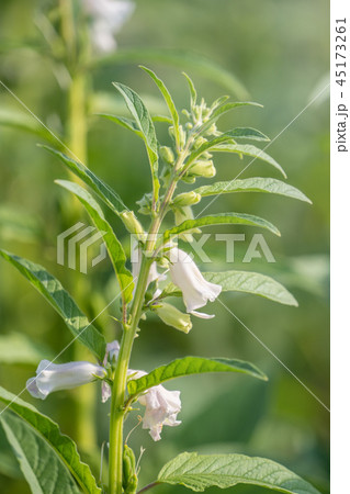 胡麻 ごま セサミ 45173261