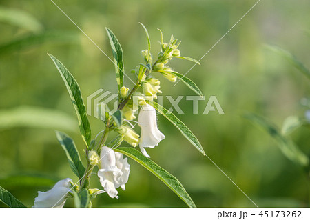 胡麻 ごま セサミ 45173262