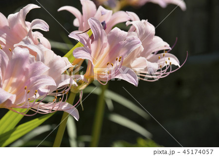 ナツズイセンの花 45174057