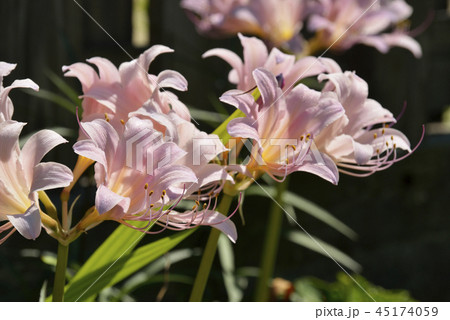 ナツズイセンの花 45174059