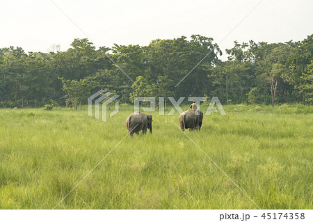 Mahout or elephant rider with two elephants 45174358