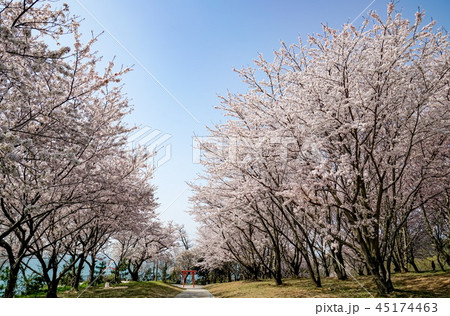 桜 粟嶋神社 桜 粟嶋神社 45174463