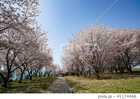桜 粟嶋神社 桜 粟嶋神社 45174466