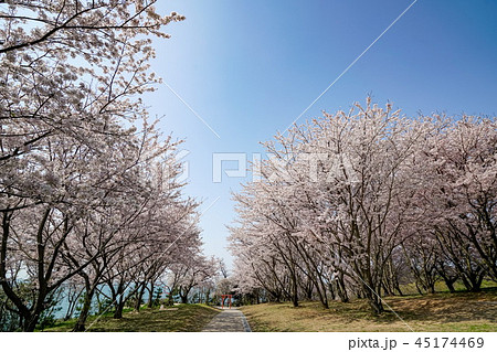 桜　粟嶋神社 45174469