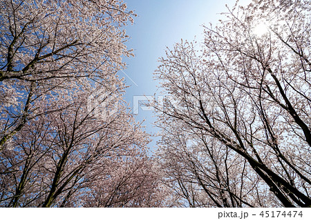 桜 粟嶋神社 桜 粟嶋神社 45174474