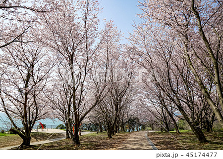 桜　粟嶋神社 45174477