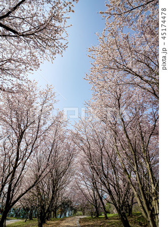 桜 粟嶋神社 桜 粟嶋神社 45174478
