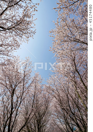 桜　粟嶋神社 45174480