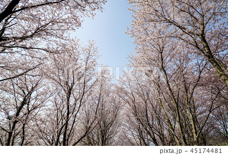 桜 粟嶋神社 桜 粟嶋神社 45174481