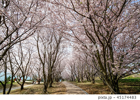 桜　粟嶋神社 45174483