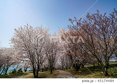 桜　粟嶋神社 45174484
