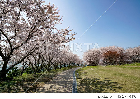 桜　粟嶋神社 45174486