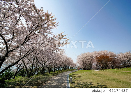 桜　粟嶋神社 45174487