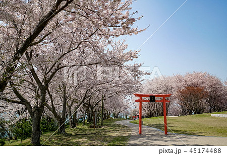 桜　粟嶋神社 45174488