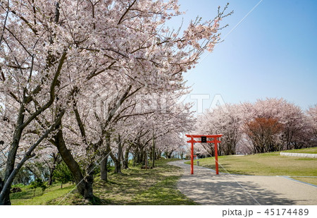 桜　粟嶋神社 45174489