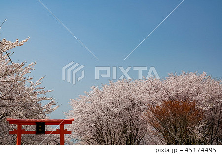 桜　粟嶋神社 45174495