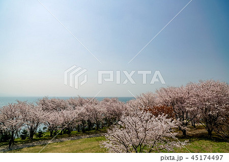 桜 粟嶋神社 桜 粟嶋神社 45174497