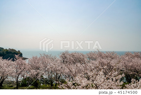 桜 粟嶋神社 桜 粟嶋神社 45174500