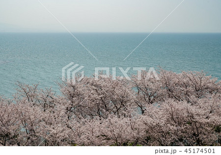 桜　粟嶋神社 45174501