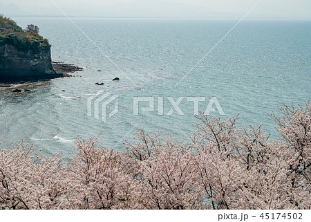 桜　粟嶋神社 45174502