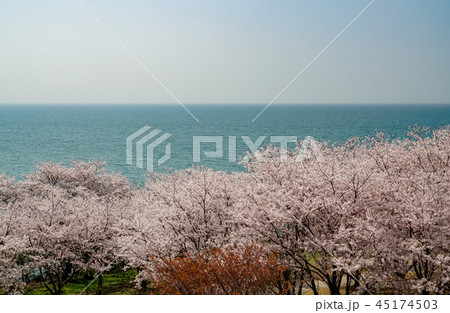桜　粟嶋神社 45174503