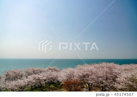 桜　粟嶋神社 45174507
