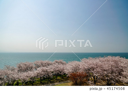 桜 粟嶋神社 桜 粟嶋神社 45174508