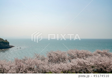 桜 粟嶋神社 桜 粟嶋神社 45174510