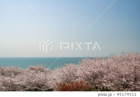 桜　粟嶋神社 45174511