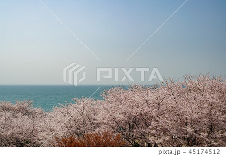 桜 粟嶋神社 桜 粟嶋神社 45174512