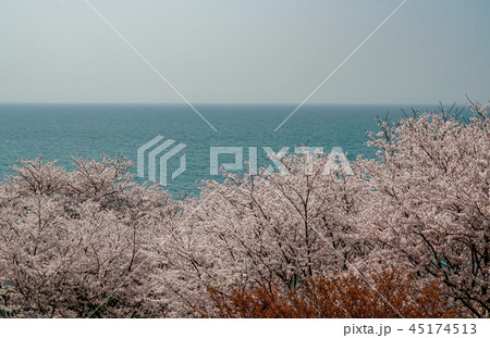 桜　粟嶋神社 45174513