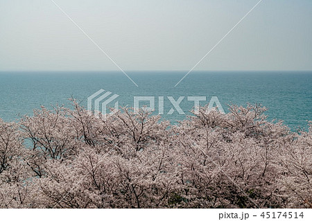 桜 粟嶋神社 桜 粟嶋神社 45174514