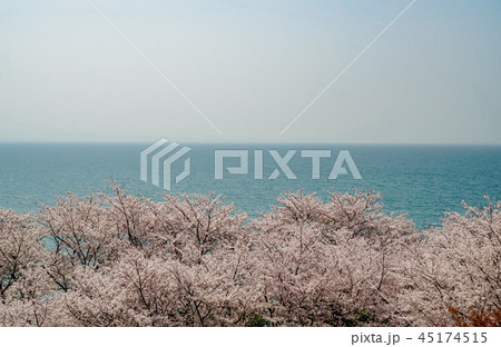 桜 粟嶋神社 桜 粟嶋神社 45174515