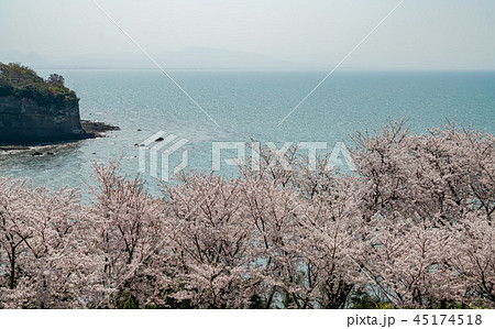 桜　粟嶋神社 45174518