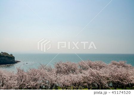 桜 粟嶋神社 桜 粟嶋神社 45174520
