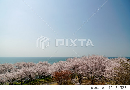 桜　粟嶋神社 45174523