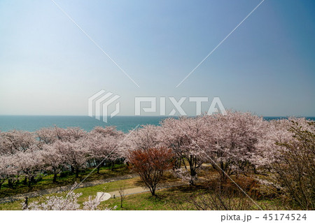 桜　粟嶋神社 45174524