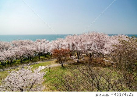 桜　粟嶋神社 45174525
