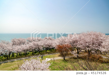 桜　粟嶋神社 45174526