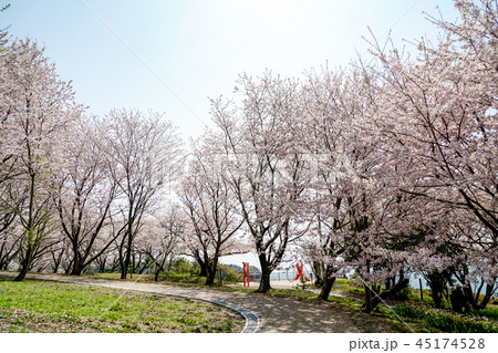 桜　粟嶋神社 45174528