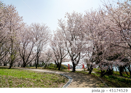 桜 粟嶋神社 桜 粟嶋神社 45174529