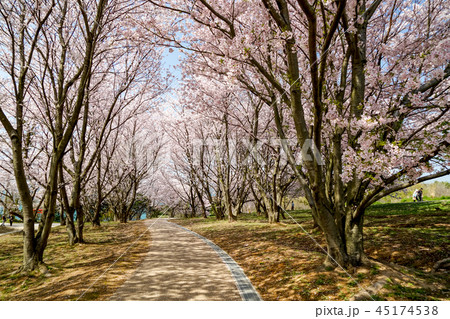 桜 粟嶋神社 桜 粟嶋神社 45174538