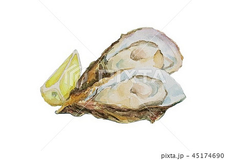 水彩画 牡蠣のイラスト素材 [45174690] - PIXTA