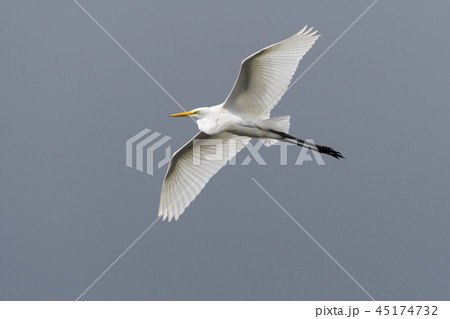 ダイサギ飛翔 ダイサギ飛翔 45174732