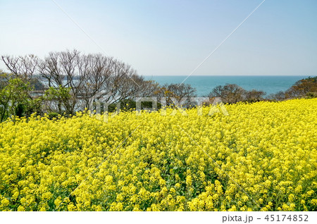 菜の花　長崎鼻 45174852