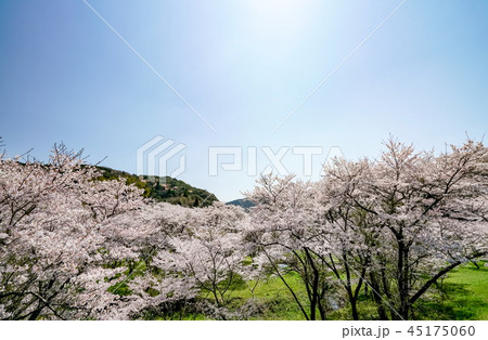 桜　安芸ダム 45175060