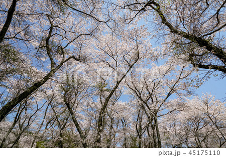 桜 安芸ダム 桜 安芸ダム 45175110