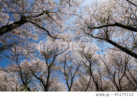 桜 安芸ダム 桜 安芸ダム 45175112
